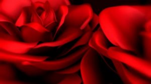 Футаж Розы -Footage Roses