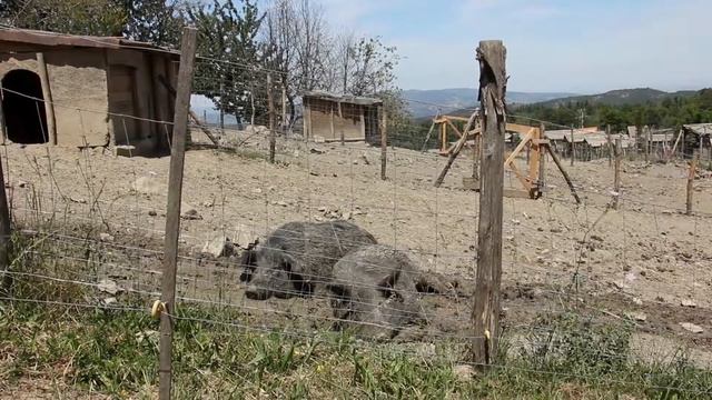 Il Felcetone смотреть онлайн