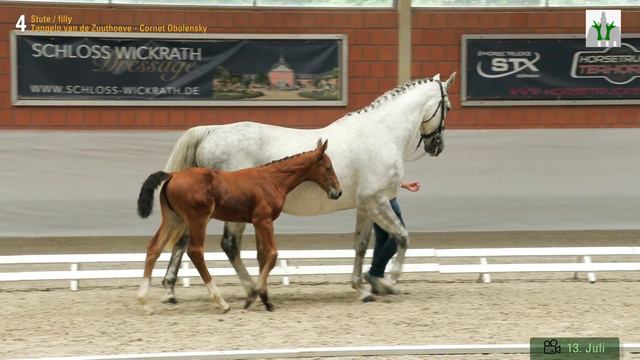 Fohlenauktion 28.7.- 01.8.21 Katalog-Nr. 4 Tennessee SF v. Tangelo v. d. Zuuthoeve-Cornet Obolensky смотреть онлайн