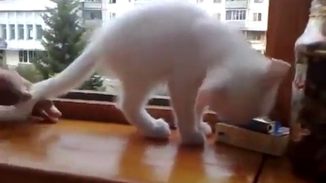 а Говорят блондинки глупые! смотреть онлайн