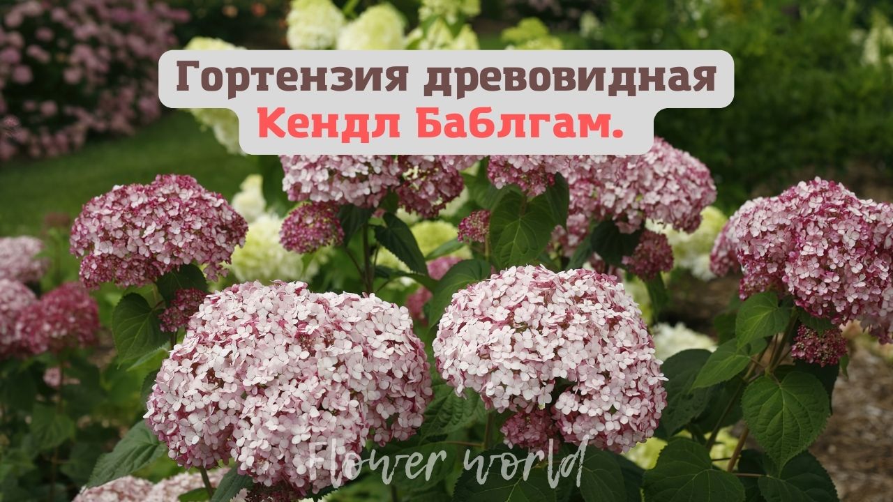 Гортензия древовидная Кендл Баблгам. (Candybelle Bubblegum)? Обзор
