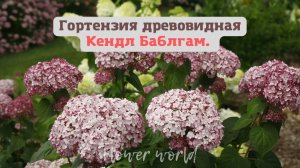 Гортензия древовидная Кендл Баблгам. (Candybelle Bubblegum)? Обзор