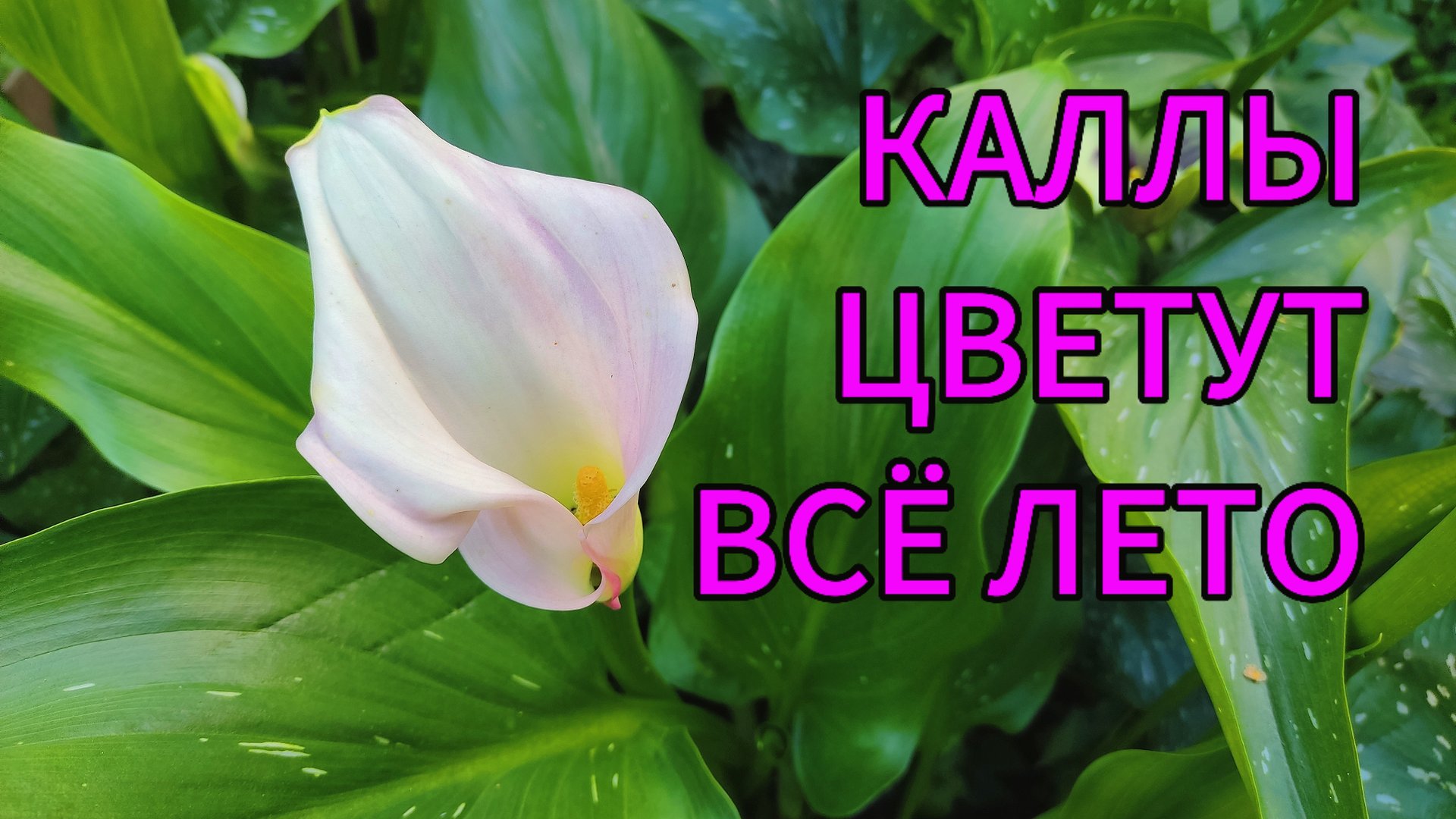 Каллы не цветут? 😔 Я знаю, в чем причина! Решение есть! 🌷🌱🌸 Как вырастить каллы в саду? смотреть онлайн