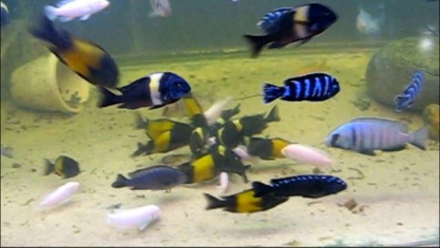 Популяции рыб озера Танганьики !!! смотреть онлайн