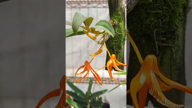 orchid Dendrobium lamyaiae смотреть онлайн