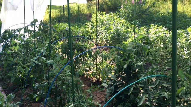 Помидорные джунгли )) Сорт томатов "Катерина" смотреть онлайн