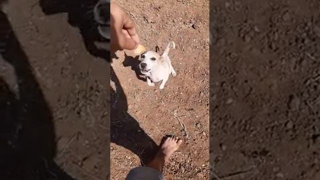 Pet jump смотреть онлайн