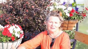 Выращивание арбуза в теплице