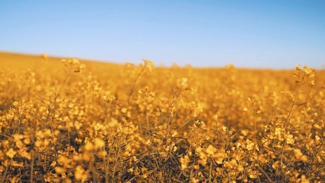 ОТДАВАЛАСЬ ВСЯ ЛЮБОВНИКУ НЕ ЖАЛЕЯ СЕБЯ, НО СТОИЛО ЕЙ ОТКАЗАТЬ КАК ЛЮБОВНИК ЗДАЛ ЕЁ МУЖУ смотреть онлайн