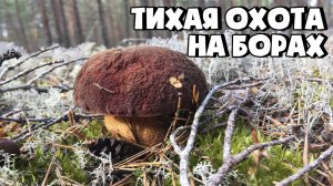 БОРОВЫЕ БЕЛЫЕ ПОПЕРЛИ МАССОВО! СБОР БЕЛЫХ ГРИБОВ И ЛИСИЧЕК НА БОРАХ!