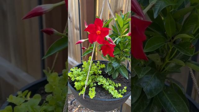 Home Depot sale on one of my favorite summer annuals! Sale details and plant info.! смотреть онлайн