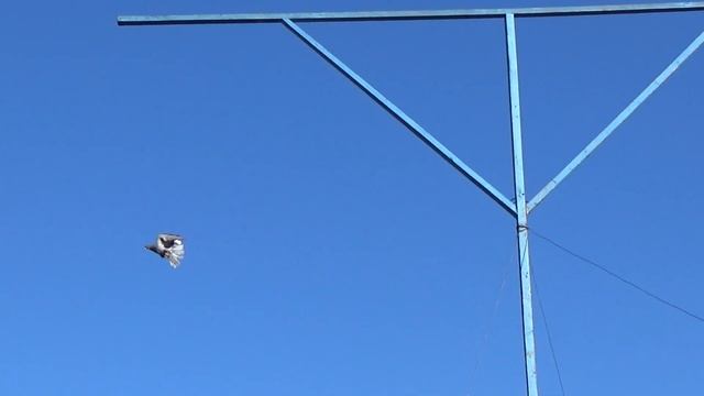 Серпастые голуби 2020 - 7 смотреть онлайн