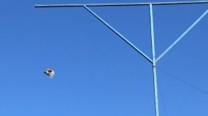 Серпастые голуби 2020 - 7