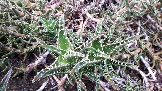Aloe Squarrosa - Grow & Care (Aloe Concinna)