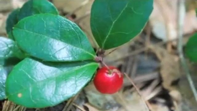 How to Grow Wintergreen (Gaultheria Procumbens) смотреть онлайн