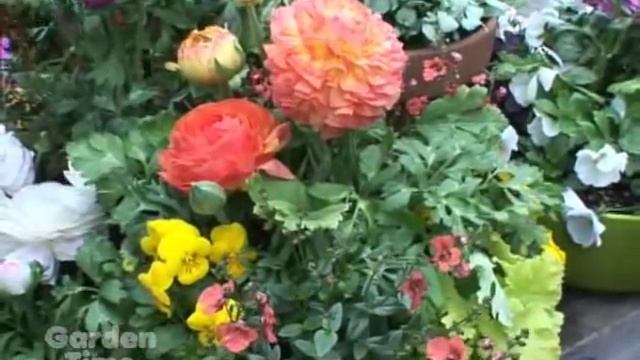 Doorstep Ranunculus смотреть онлайн