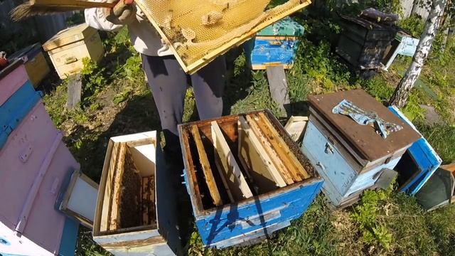 Что делать с роем после поимки? Пересадка роя. Beekeeping for beginners. Horse riding смотреть онлайн