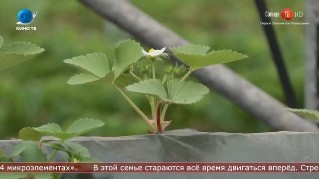 11.06.2020 Более 40 тонн клубники планируют собрать в одном из фермерских хозяйств смотреть онлайн