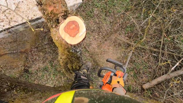 Арбористика‼️День арбориста!Удаление,обрезка небольших деревьев.‼️ Removal,pruning of small trees. смотреть онлайн