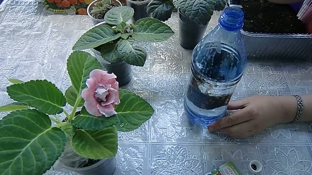 ЭНЕРГЕН ДЛЯ ЦВЕТОВ !!! Стимулятор роста !!! Часто применяю ? смотреть онлайн