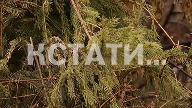 Новогодние расхитители - ради удовольствия одних жителей, районные власти забрали радость у других смотреть онлайн