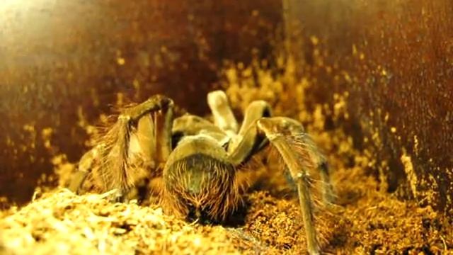 Theraphosa blondi having a dinner смотреть онлайн