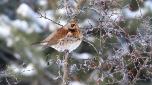Пение птиц. Дрозд-рябинник (Turdus pilaris).