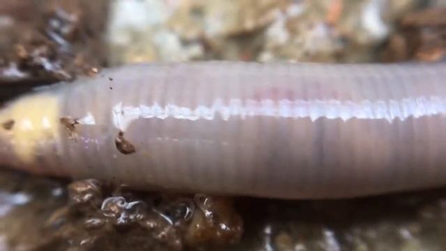 Lumbricus Terrestris