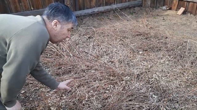 Когда открывают малину весной. Бурятия. 2022 год.