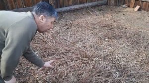 Когда открывают малину весной. Бурятия. 2022 год.