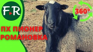 Содержание Романовских овец в племенном хозяйстве Пионер. Видео 360°, 5K