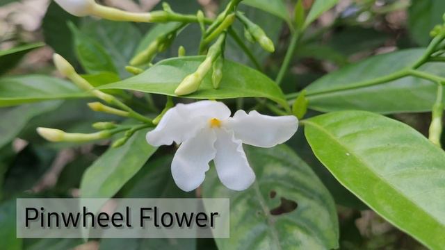 Flowers Video || 4K video || Dragon Fruit Flower Buds || Flowers Name || @arkosdiary смотреть онлайн