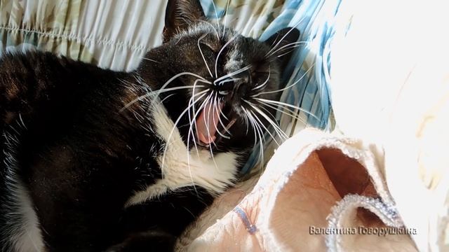 Колыбельная для белочек. смотреть онлайн