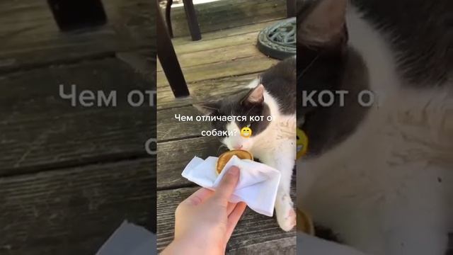 Чем отличается кот от собаки #Tik Tok #Shorts #Тик Ток смотреть онлайн