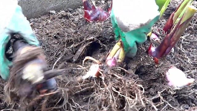 Les cannas de A à Z, 2. Division tubercules. Nettoyage avant stockage смотреть онлайн