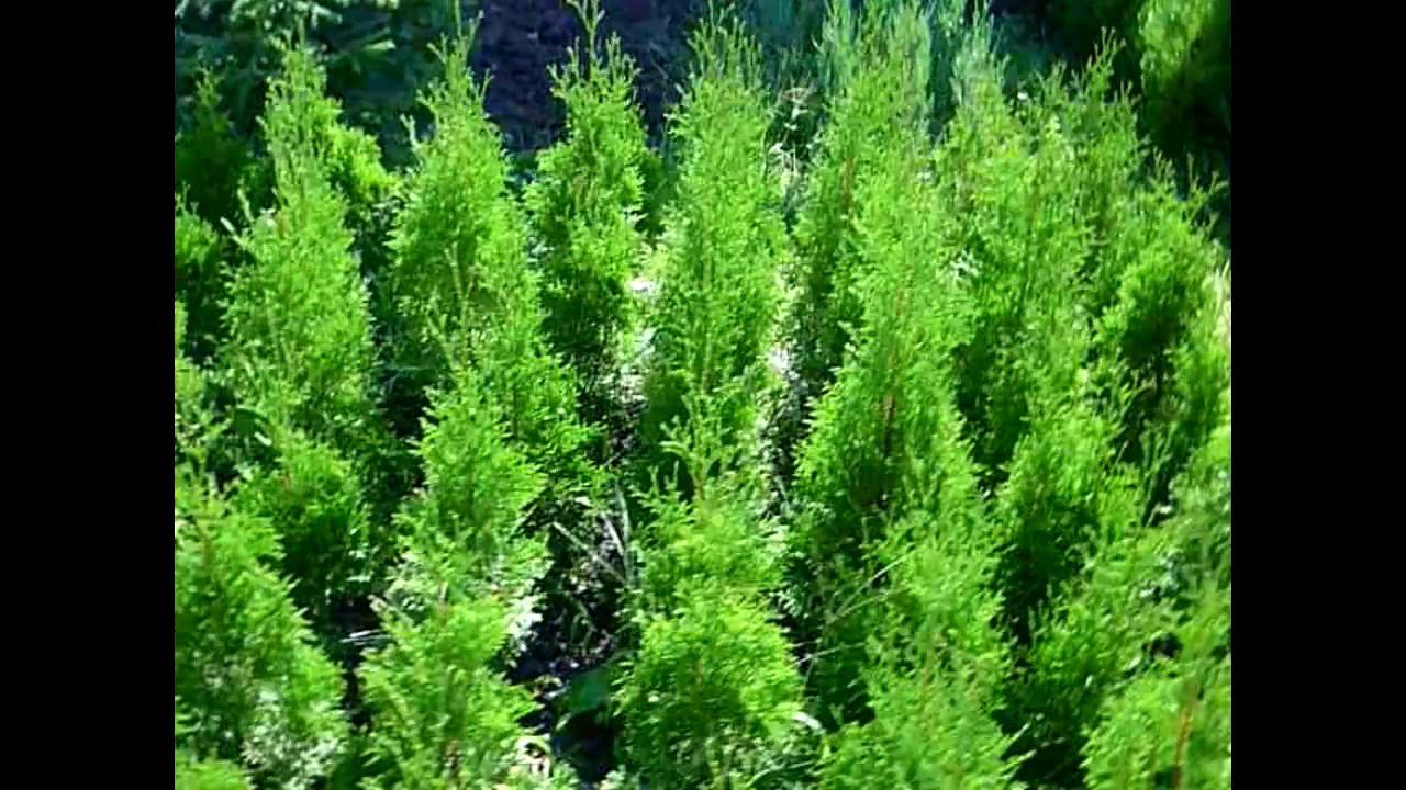 Туя колоновидная Колумна 5-ти летка (осень 2017). Сеянцы туи на доращивание смотреть онлайн