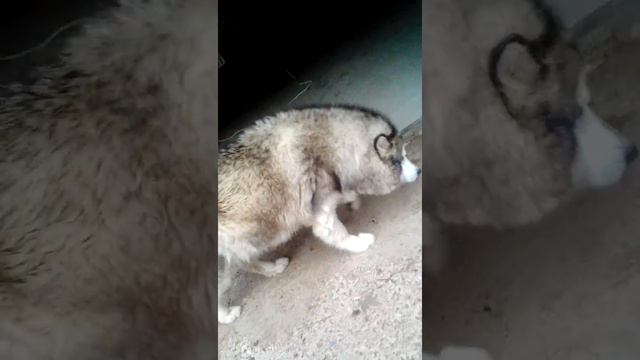 Собака ))) смотреть онлайн