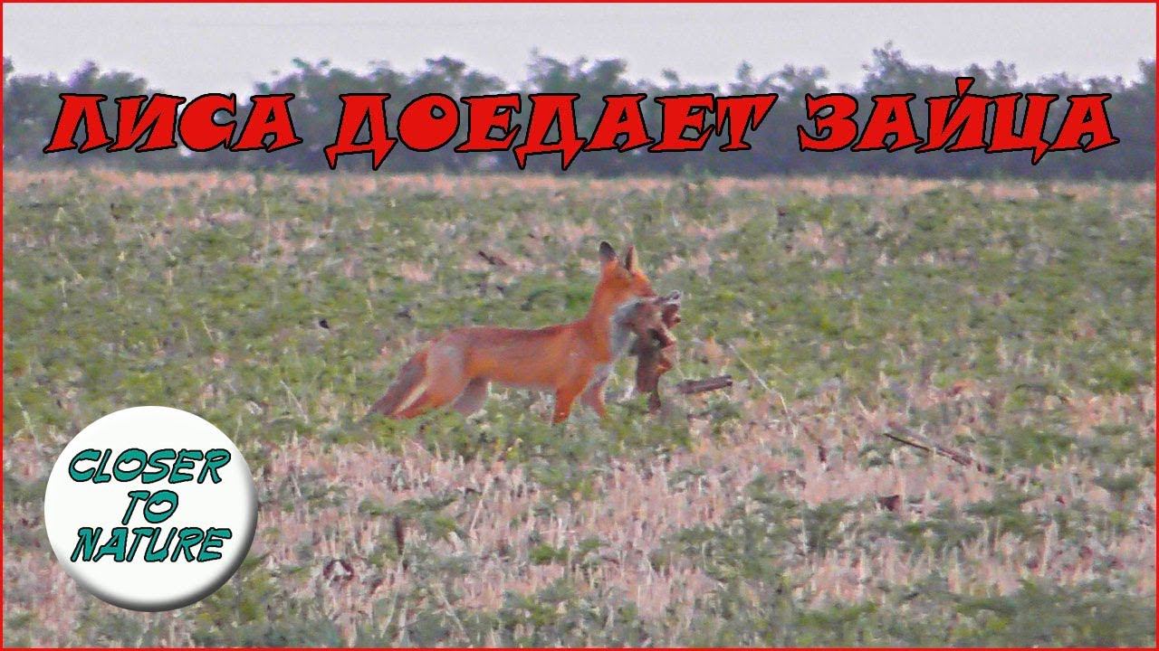 Лиса доедает остатки зайчонка A fox is eating remains. смотреть онлайн