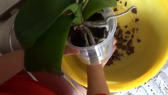 Как пересадить орхидею смотреть онлайн