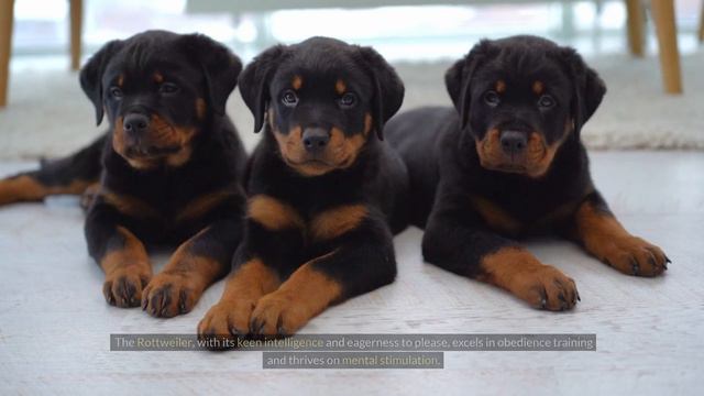 Rottweiler Vs Boxer | Boxer Vs Rottweiler | Which Is The Better Guard Dog? | The Pet Perspective