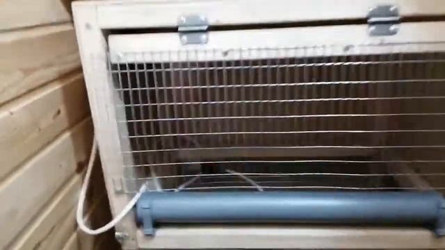 Бройлерная утка Мулард. Режим инкубации и самодельный бруддер. смотреть онлайн