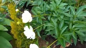 #пионы / Пион Месье Жюль Эли старинный французский сорт с бомбовидной формой цветка