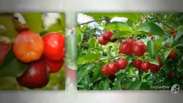 Malpighia - garden plants смотреть онлайн