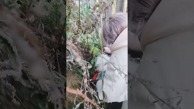 Нашли и спасли в непроходимых зараслях потерявшуюся маленькую милую собачку смотреть онлайн