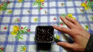 Как посадить и вырастить Фейхоа из семян