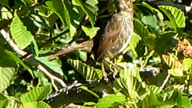 Song Sparrow at Trillium Lake, Oregon on 8/2/2012 смотреть онлайн