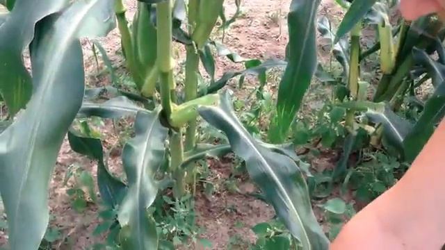 Кукуруза. Лучший сорт. Итоги сезона.mp4 смотреть онлайн