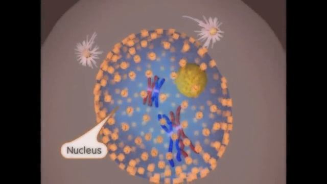MEIOSIS - MADE SUPER EASY - ANIMATION