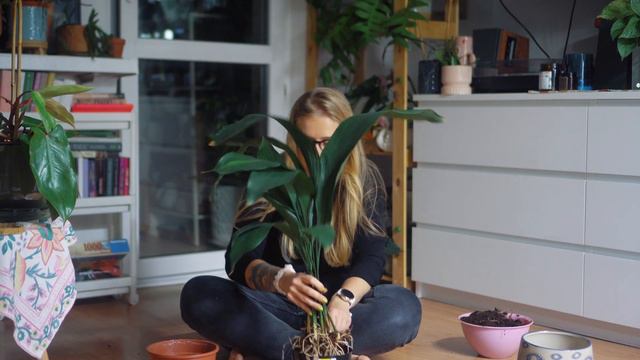 🕯 Roślina z angielskich salonów - nie do zdarcia смотреть онлайн