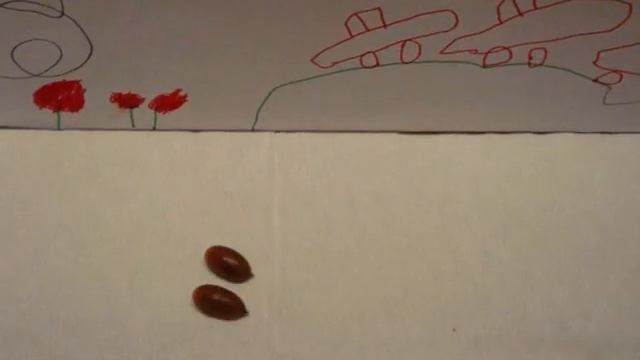Шишки и желуди смотреть онлайн